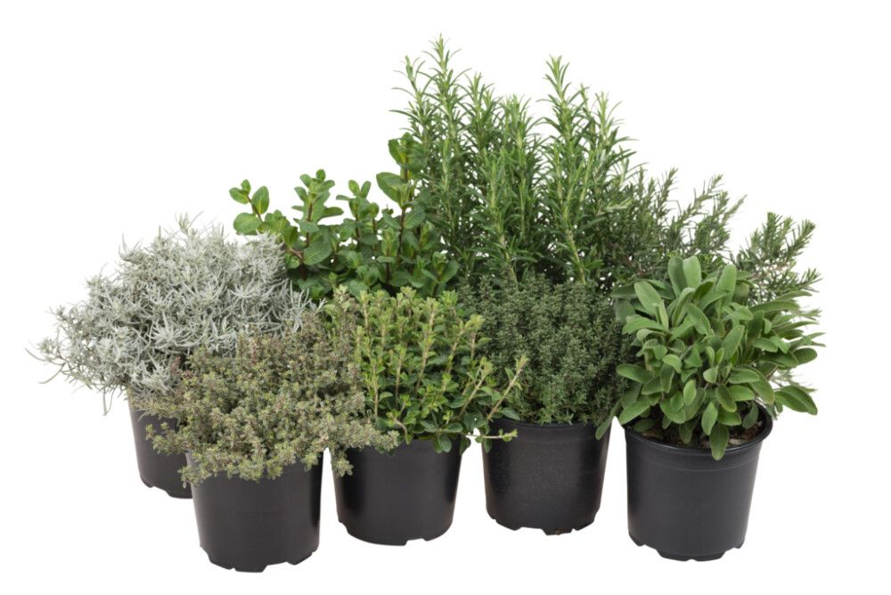 Ítalskar Kryddjurtir 14cm