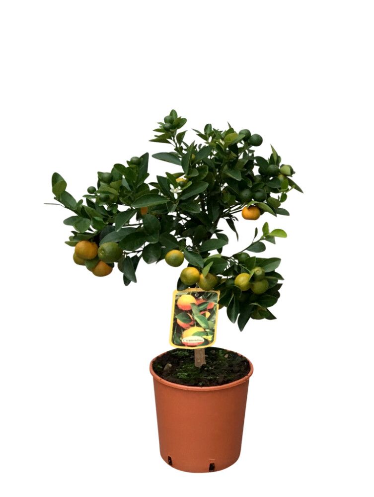 Sítrus tré 20cm blanda