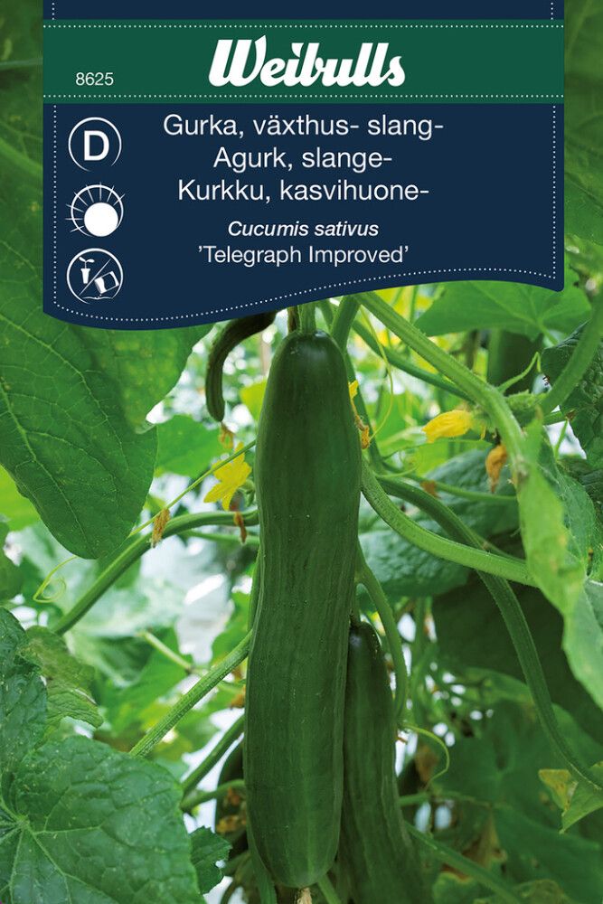 Grænmetisfræ agúrka Tekegraph Weibulls