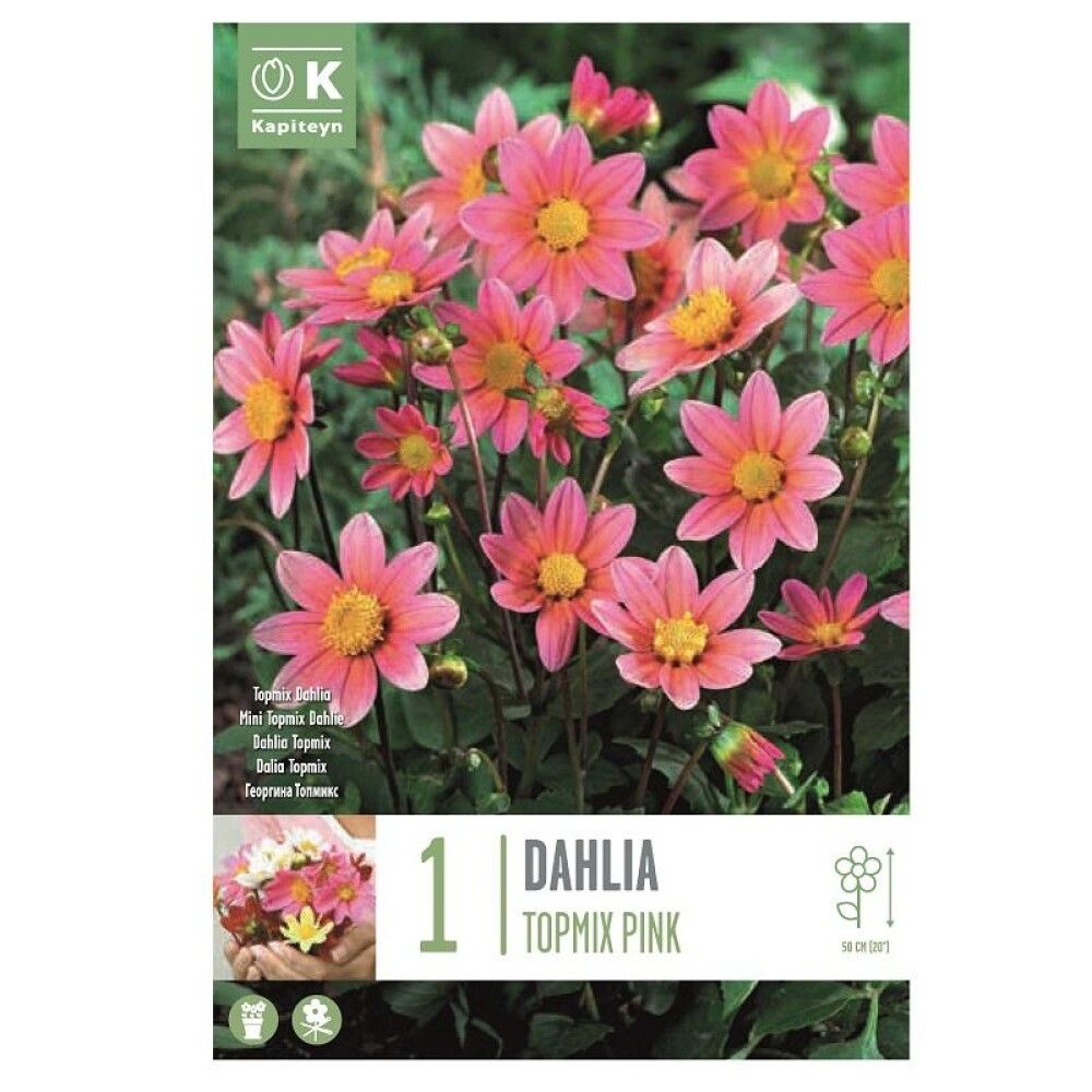 Vorlaukur Dalía 1stk bleik