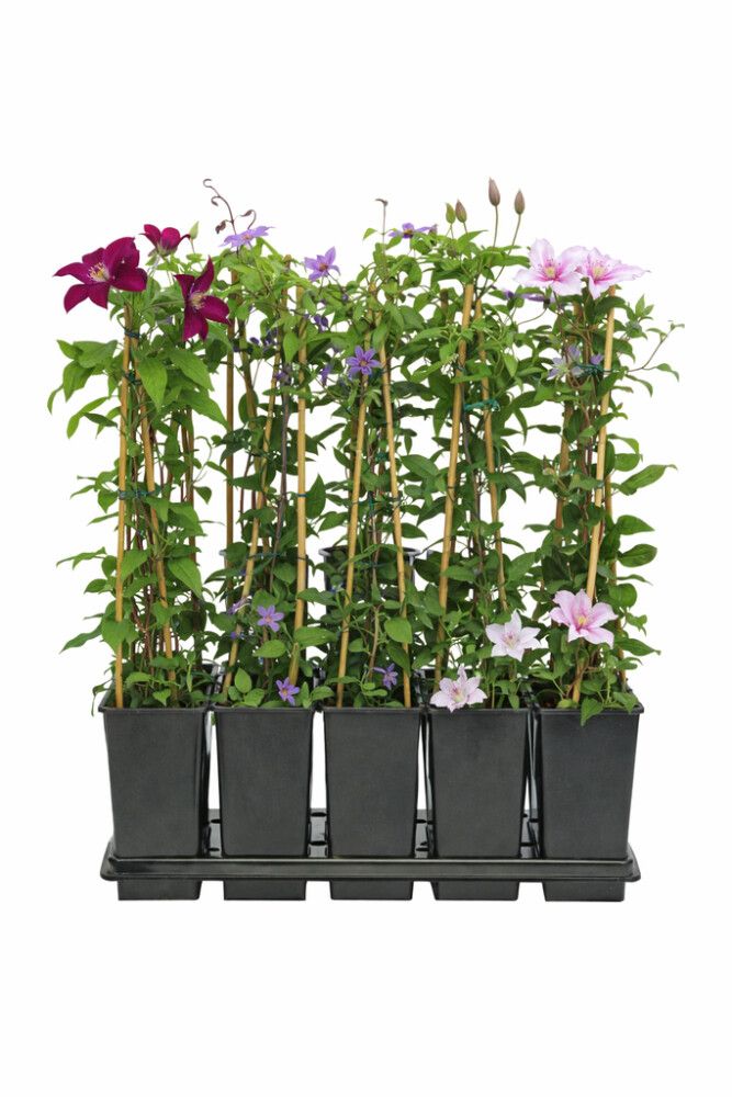 Bergsóley Clematis 15cm pottur margir litir