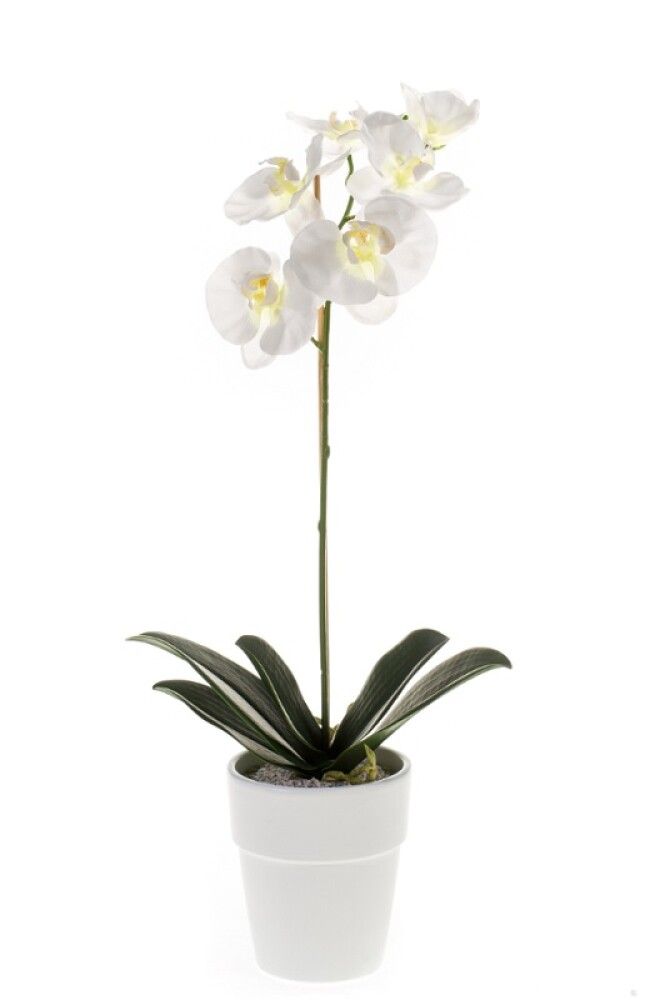 Gerviblóm orkidea Phalaenopsis Emerald 55cm hvít