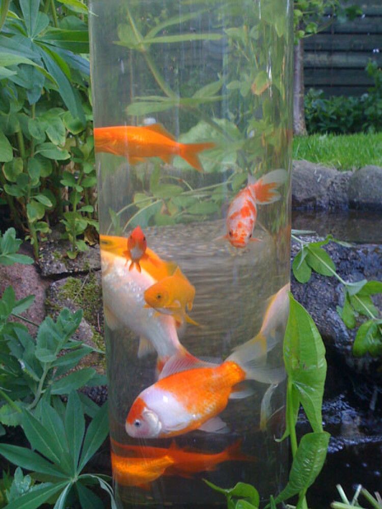 Rör fyrir fiska 66cm