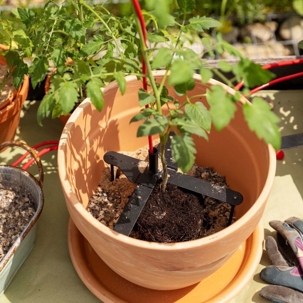 Plöntustoð Bellissa