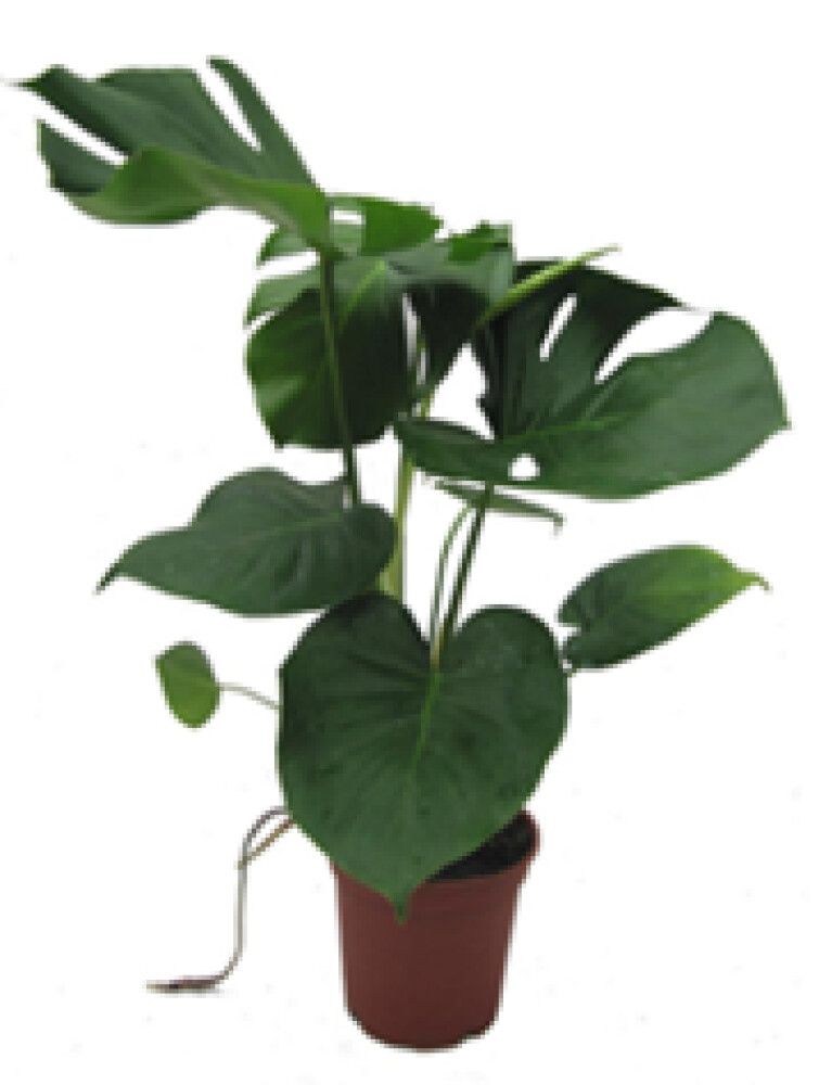 Grænar Plöntur 19cm