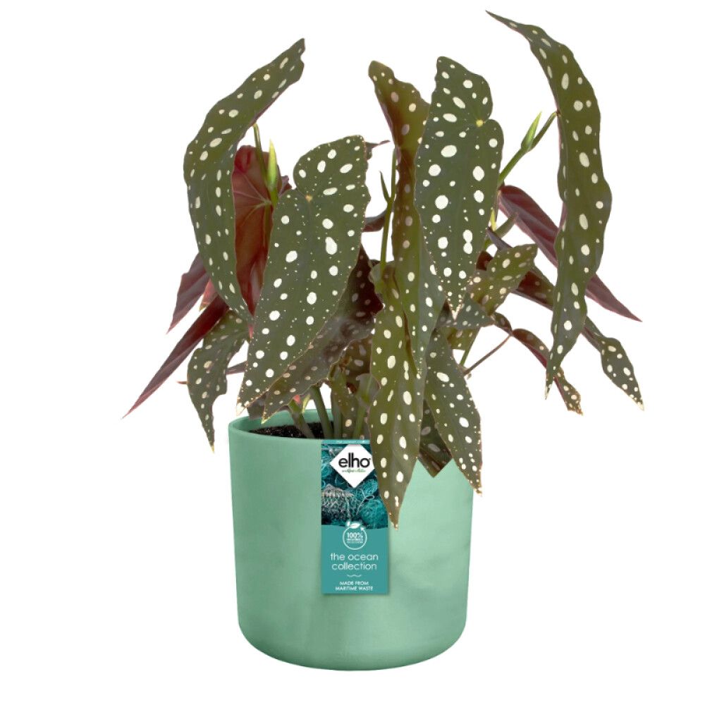 Blómapottur Ocean Ø22cm grænn