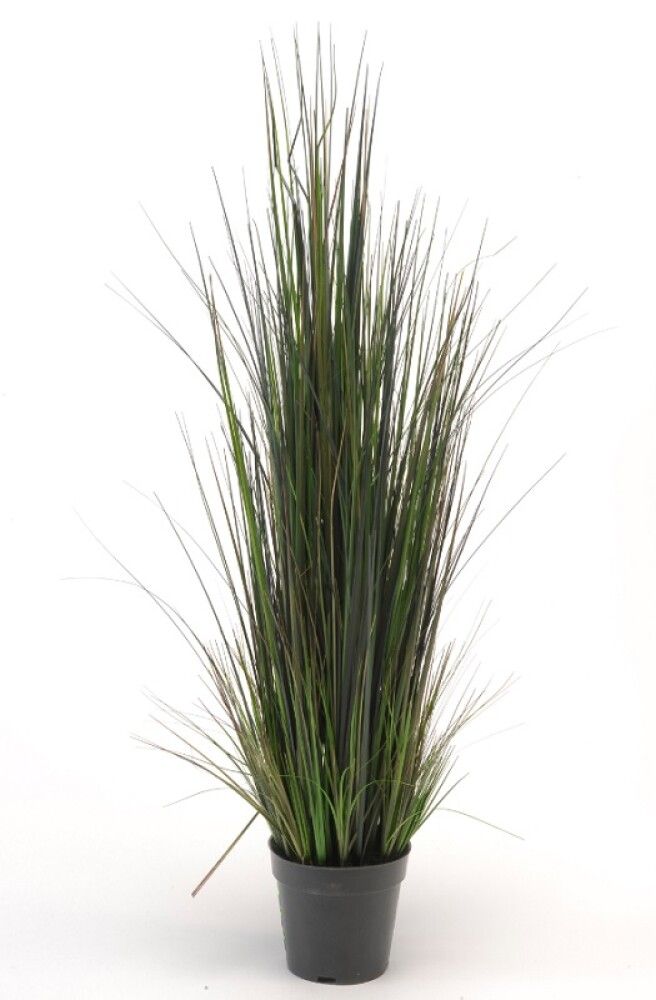 Gerviplanta gras Emerald 90cm