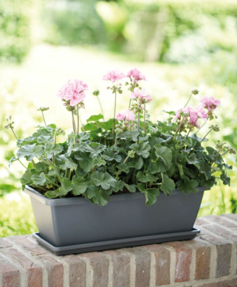 Undirskál Barcelona 85 cm Elho koksgrár