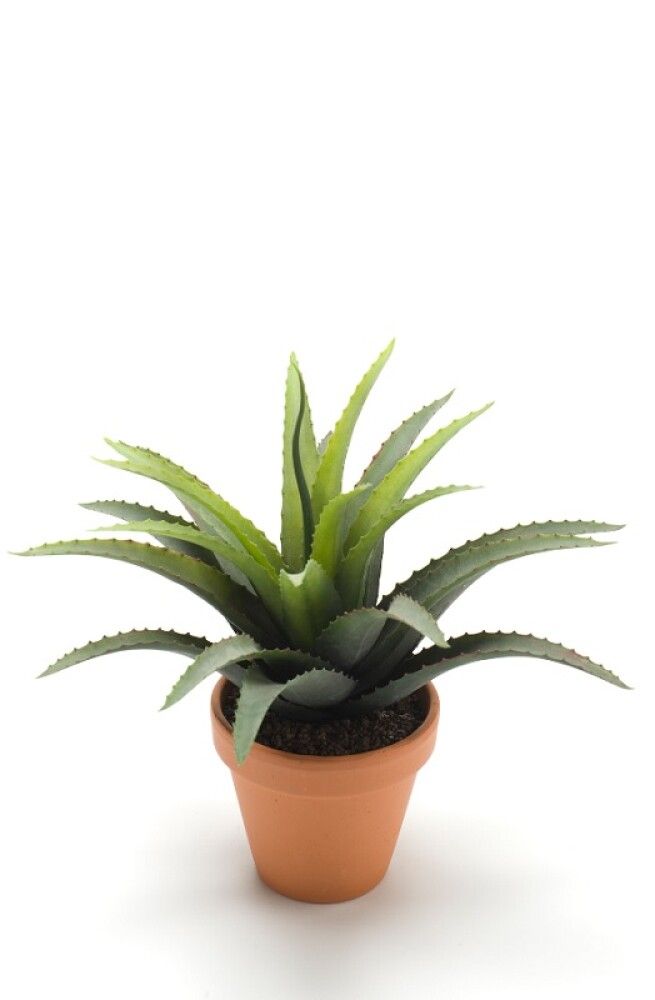 Gerviplanta Agave Emerald 18cm