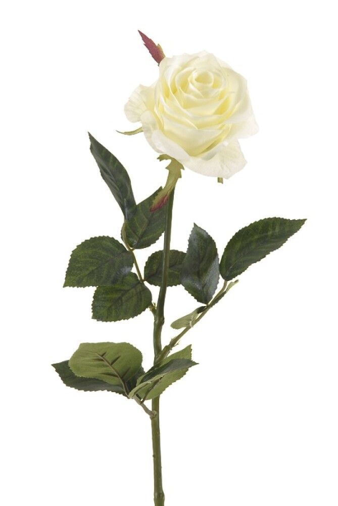 Gerviplanta rós Simone Emerald 73cm hvít