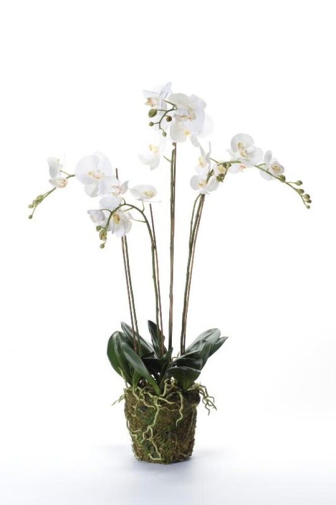Gerviblóm orkidea með mosa Phalaenopsis Emerald 90cm hvít