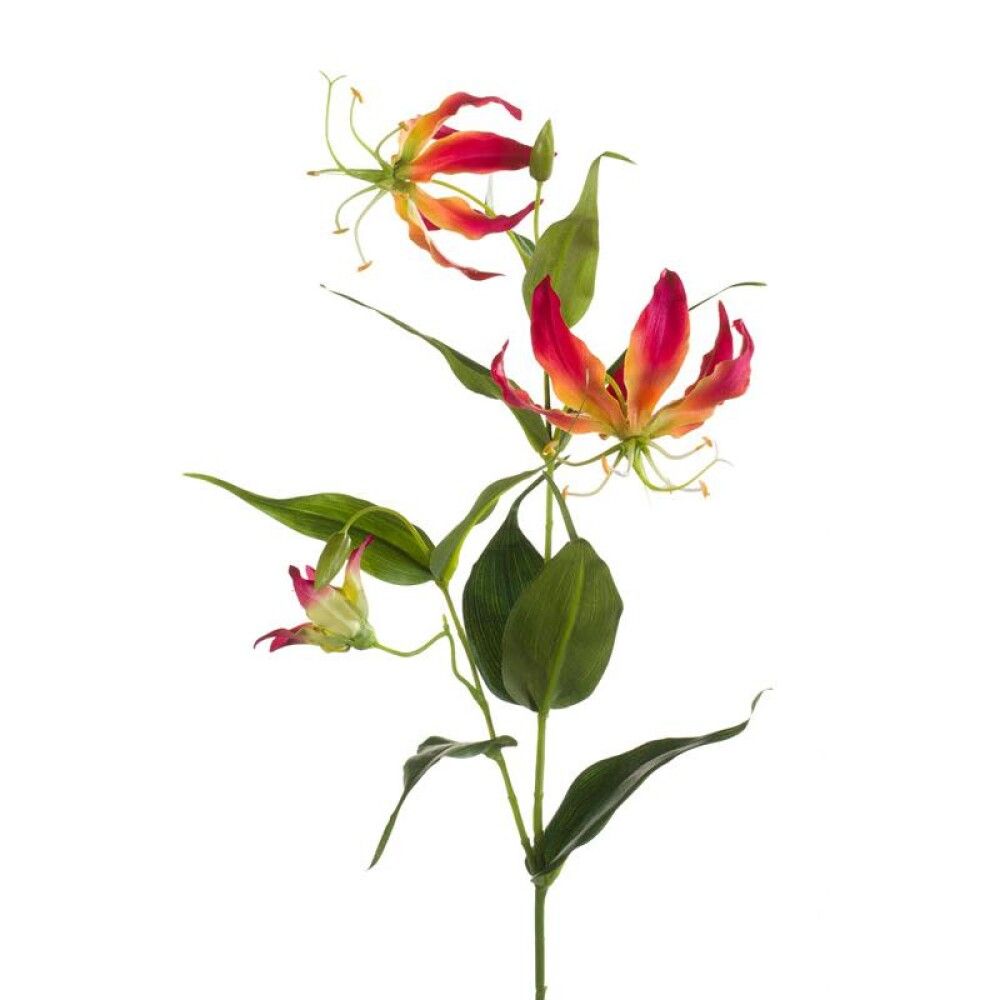 Gerviplanta Gloriosa Emerald 75cm