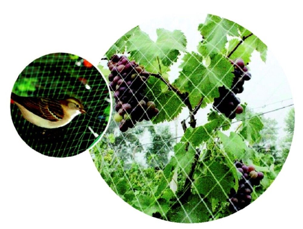 Fuglanet 6x6 m 25x25 mm möskvar