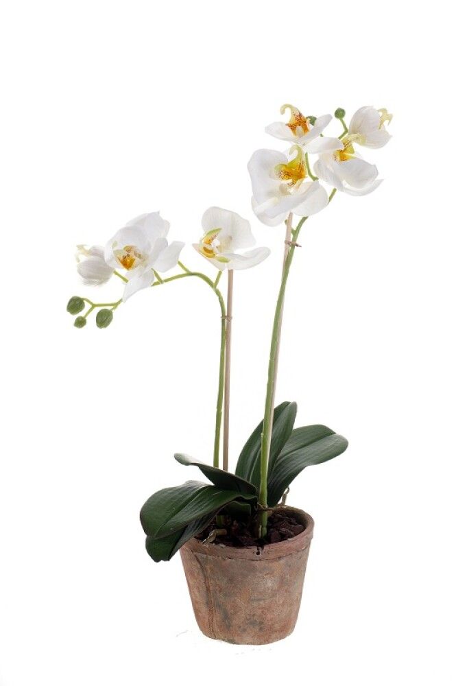 Gerviblóm orkidea Phalaenopsis Emerald 56cm hvít