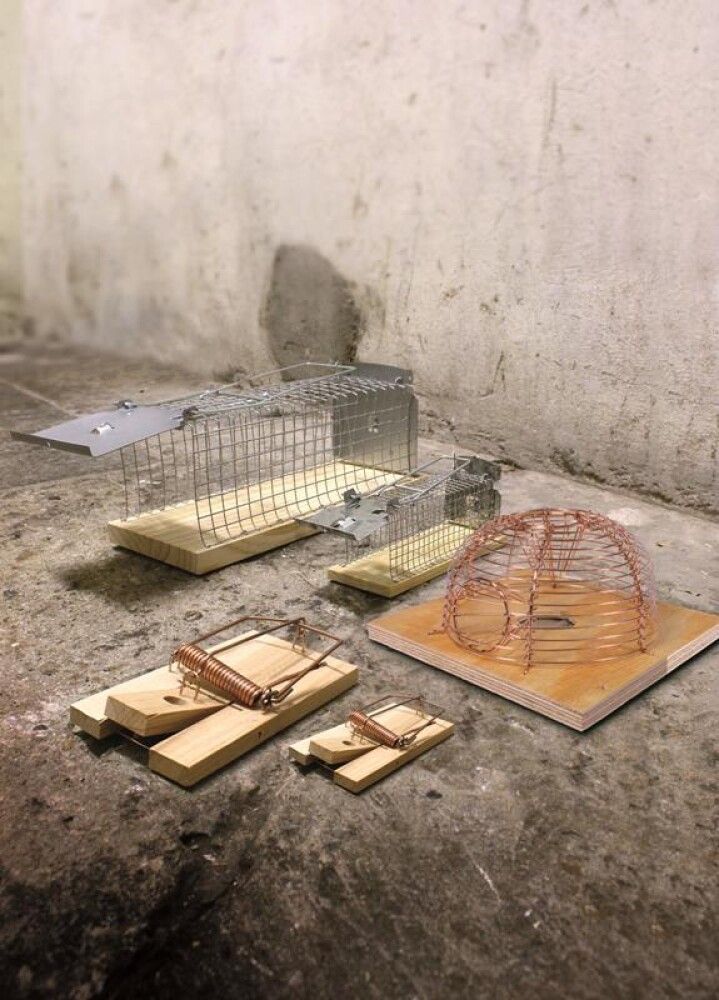 Músagildra Lifandi Tré Swissinno