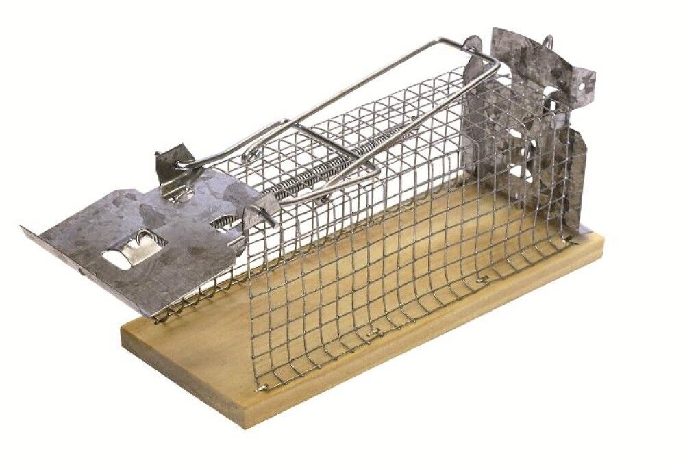 Músagildra Lifandi Tré Swissinno