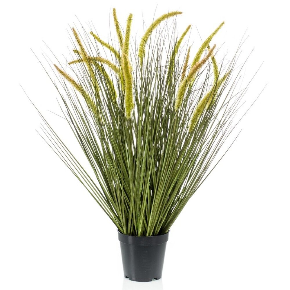 Gerviplanta gras Cattail Emerald 70cm