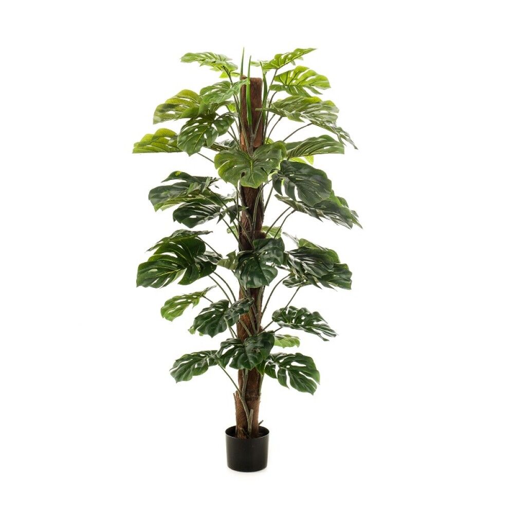 Gerviplanta Monstera Emerald 150cm