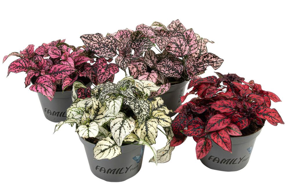 Freknulauf Hypoestes phyllostachya 11cm