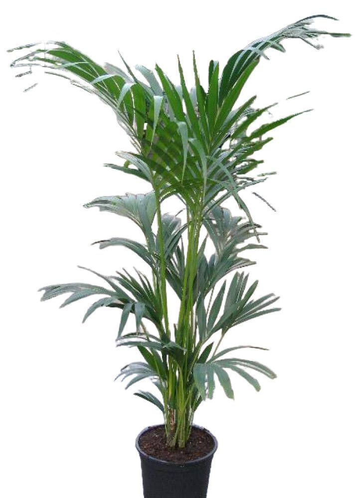 Kentíapálmi Howea forsteriana 27cm