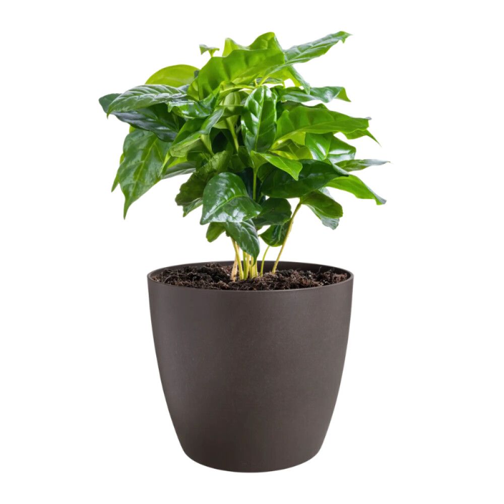 Blómapottur Coffee Ø16cm brúnn