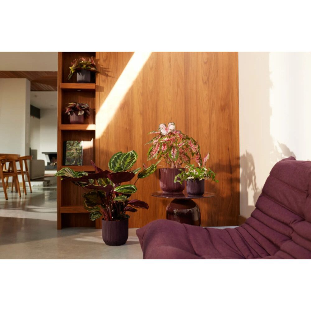 Blómapottur The Winery Ø18cm fjólublár