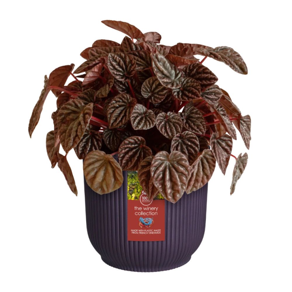 Blómapottur The Winery Ø18cm fjólublár