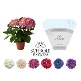 Hortensía 2-2,5 grein Hydrangea 13cm Margir litir