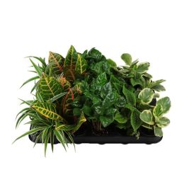 Miniplöntur grænar 6cm