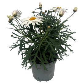 Krysantemum Chrysanthemum Frutescens 11cm
