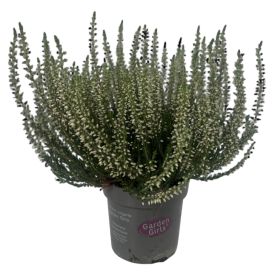 Beitilyng Calluna Vulgaris 11cm Garden Girls