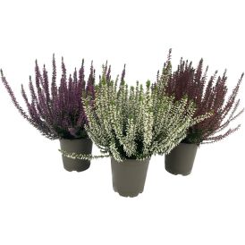Beitilyng Calluna Vulgaris 11cm Garden Girls