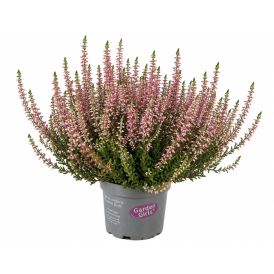 Beitilyng Calluna Vulgaris 11cm Garden Girls