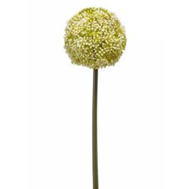 Gerviplanta Delphinium Emerald 75cm hvít