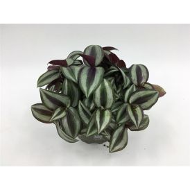 Skeiðarblóm Tradescantia albiflora 'Dark Green' 10cm