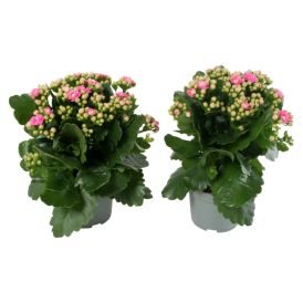Kóraltoppur Kalanchoe 10,5cm