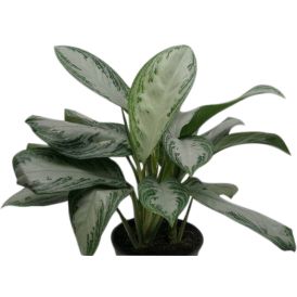 Sjómannsgleði Aglaonema Commutatum 21cm
