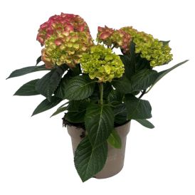 Hortensía Hydrangea 21cm Bleik