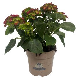 Hortensía Hydrangea 21cm Rauð