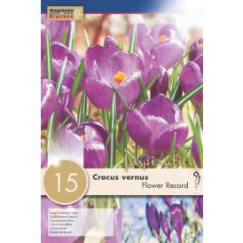 Vorlaukur krókus Flower Record 15 stk