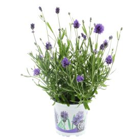 Lofnarblóm Lavandula 11cm 