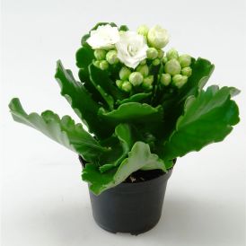 Kóraltoppur Kalanchoe 6cm 