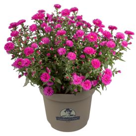 Stjörnufífill Aster Hybrid 21cm