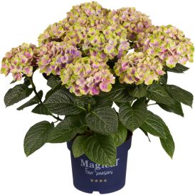 Hortensía Hydrangea 23cm Magical