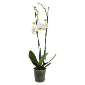Orkidea 2 greinar Phalaenopsis 10,5cm hvít