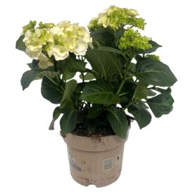 Hortensía Hydrangea 21cm hvít