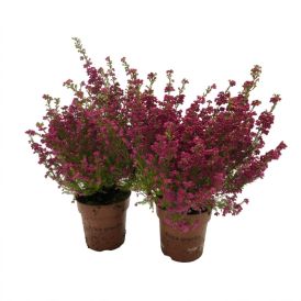 Erika Erica Gracilis 16/19 11cm