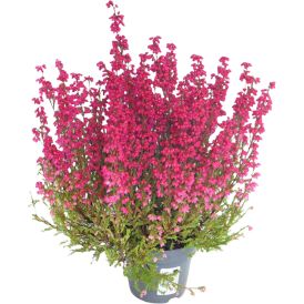 Erika Erica Gracilis 16/19 11cm