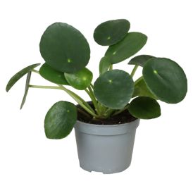 Litlar pottaplöntur 6cm