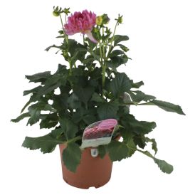 Dalía Dahlia 21cm